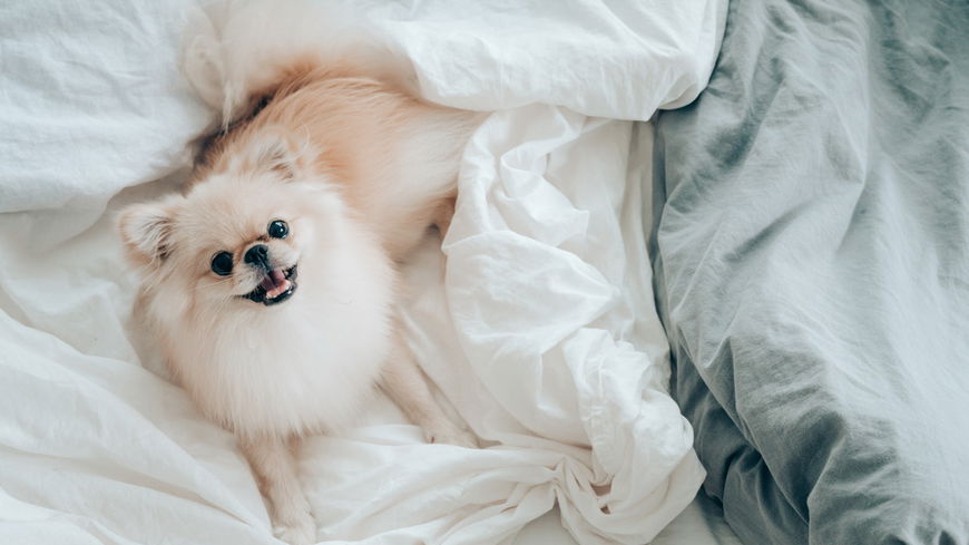 Dein Hund kann jetzt in einem richtigen Bett schlafen