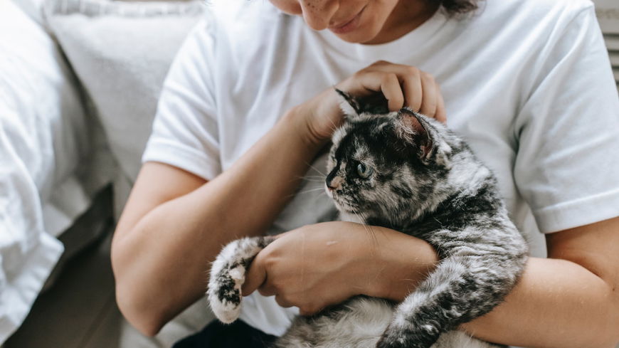 5 Anzeichen, dass deine Katze böse auf dich ist