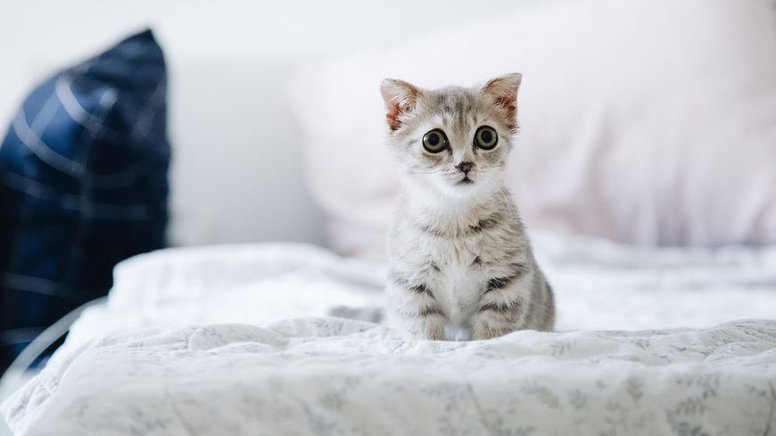  3 Anzeichen, dass deine Katze traurig ist