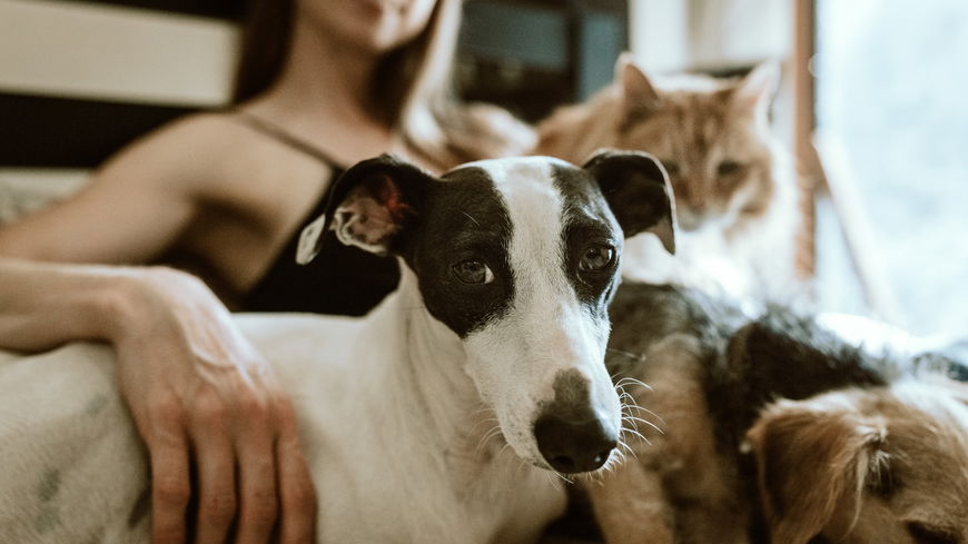 Hund oder Katze? DAS verrät dein Haustier über deinen Charakter