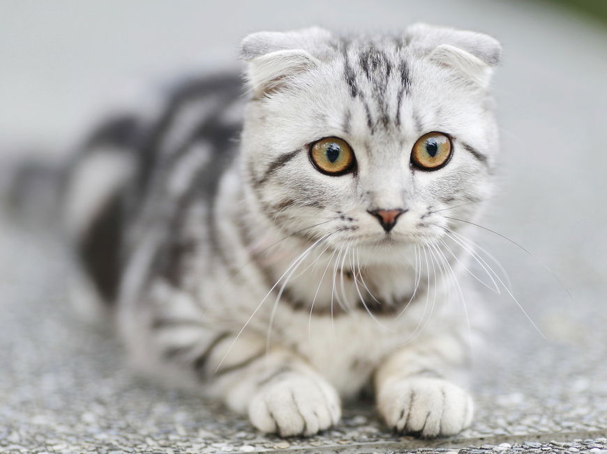 3 Anzeichen, dass deine Katze eifersüchtig ist