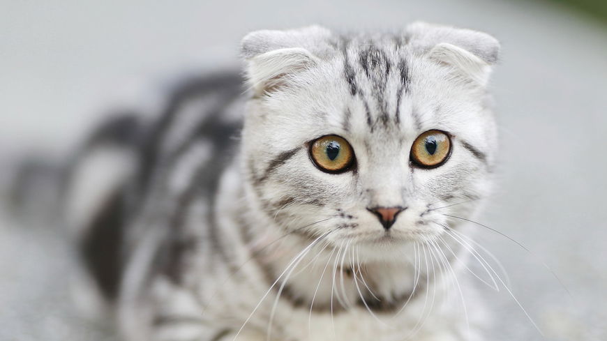3 Anzeichen, dass deine Katze eifersüchtig ist