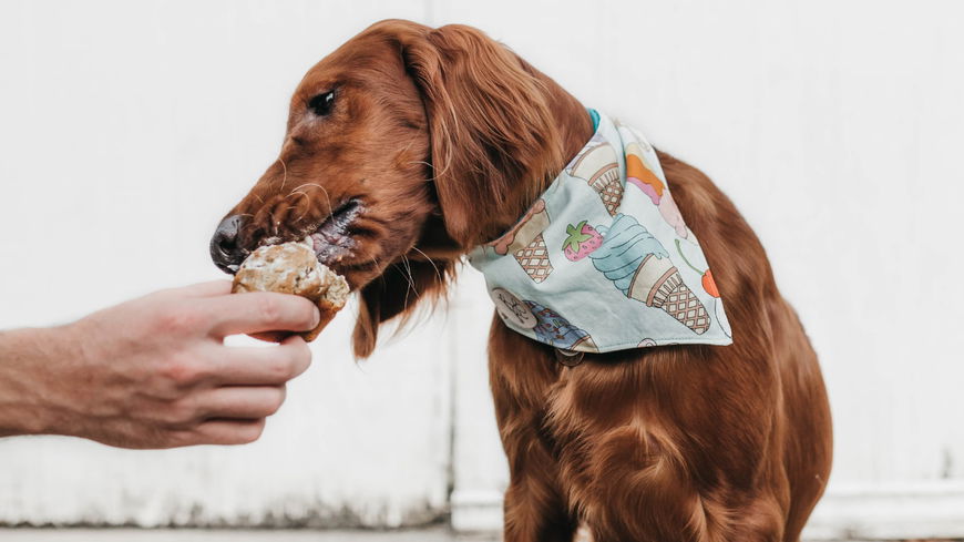 5 Dinge, die du NIE tun solltest, wenn dein Hund gefressen hat