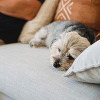 14 Anzeichen, dass es deinem Hund schlecht geht