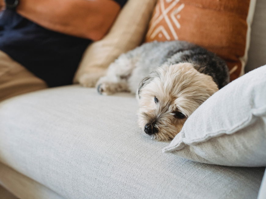 Hund schläft auf Sofa