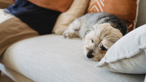 14 Anzeichen, dass es deinem Hund schlecht geht