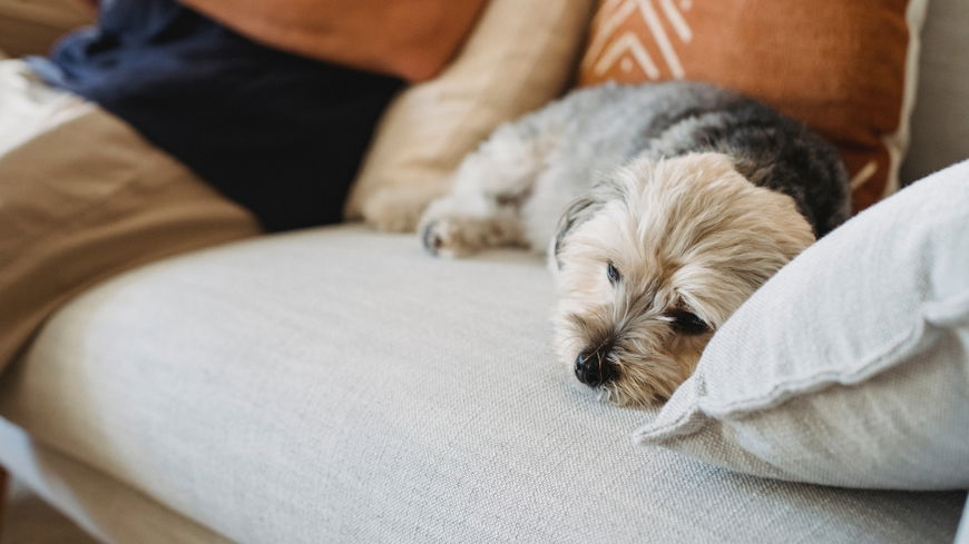 14 Anzeichen, dass es deinem Hund schlecht geht