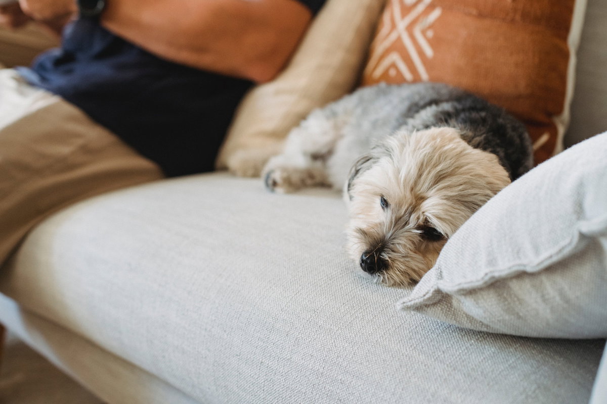Hund schläft auf Sofa
