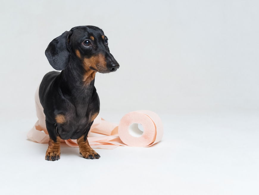 Aus DIESEM Grund folgt dir dein Hund wirklich auf die Toilette