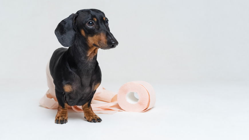 Aus DIESEM Grund folgt dir dein Hund wirklich auf die Toilette