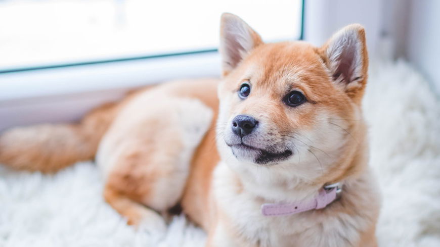 Haustiere im Lockdown: So wirkt sich die Pandemie auf Hund und Katze aus