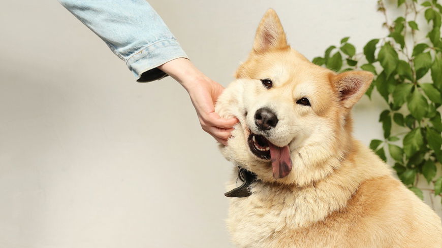 Hund zittert: Welche Ursachen dahinterstecken