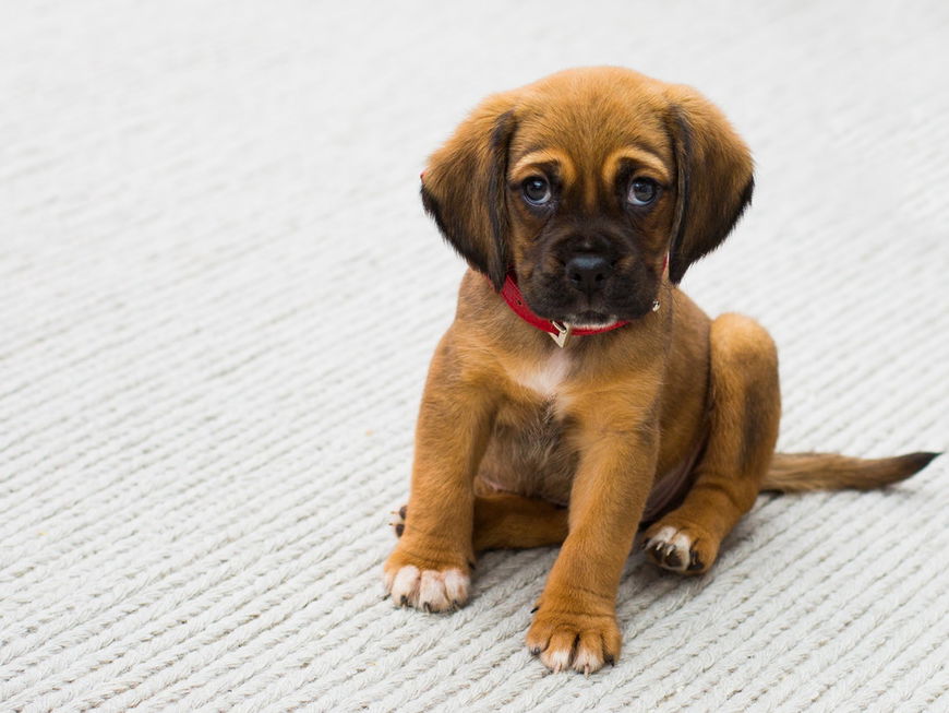 3 Anzeichen, dass dein Hund traurig ist