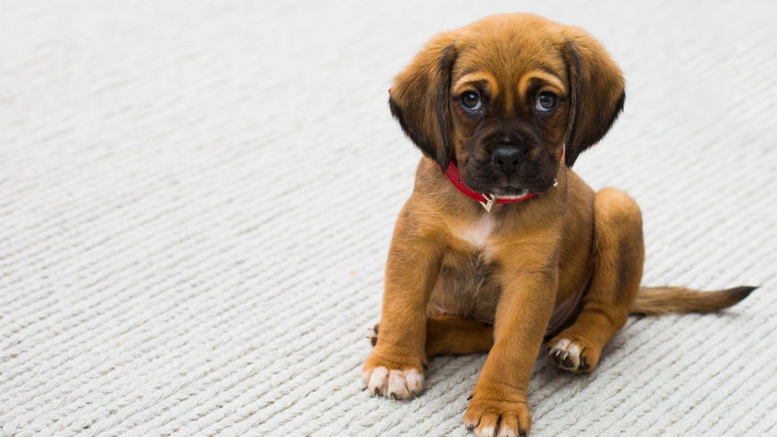 3 Anzeichen, dass dein Hund traurig ist