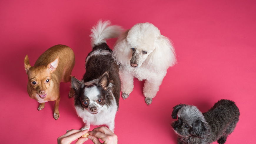 5 Dinge, die Hunde besser können als Menschen