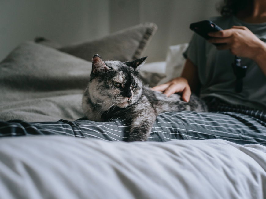 3 Anzeichen, dass deine Katze dich nicht leiden kann