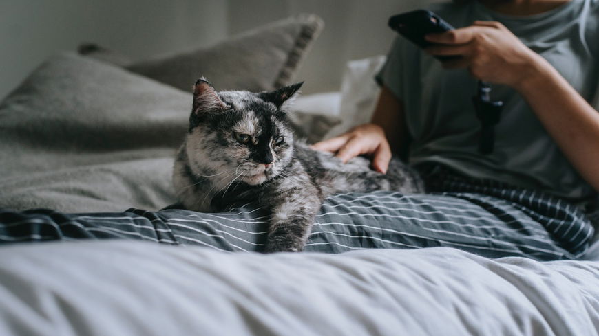 3 Anzeichen, dass deine Katze dich nicht leiden kann