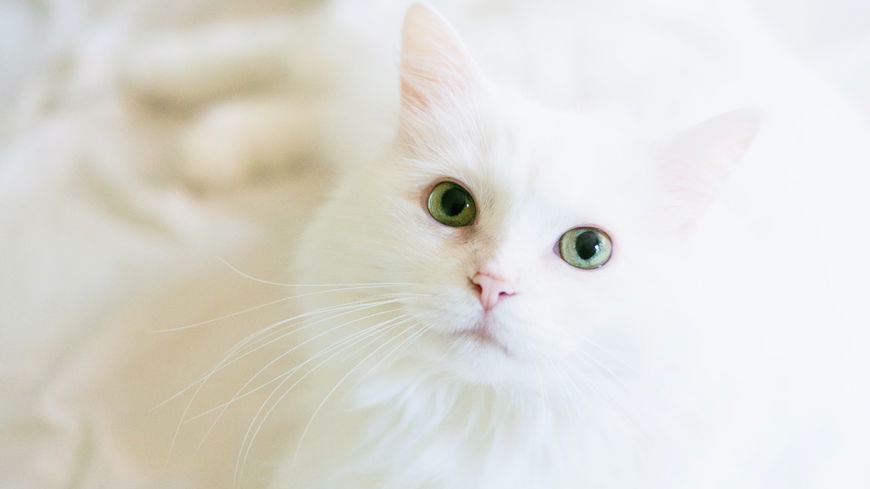5 Fakten: SO schlau sind Katzen wirklich