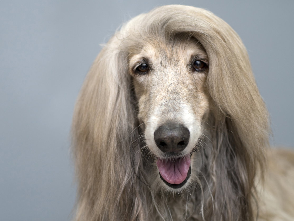 Afghanischer Windhund mit gräulichem Fell.