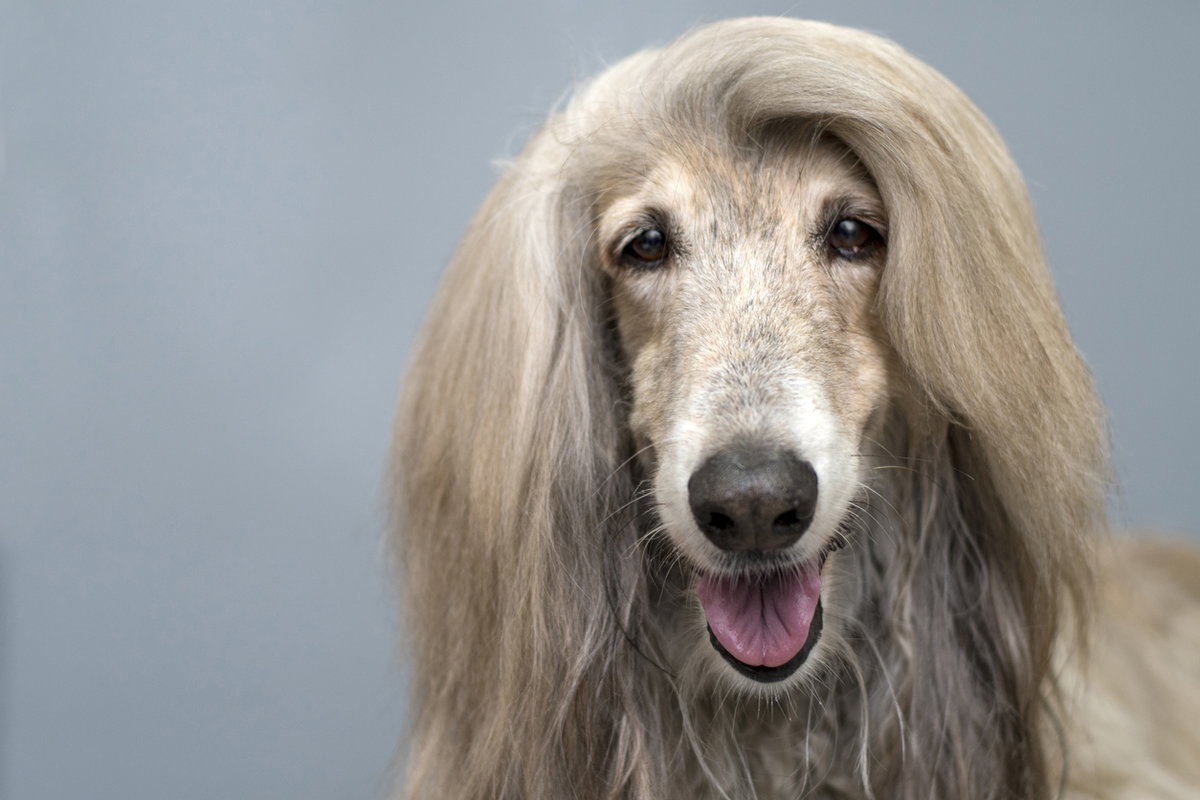 Afghanischer Windhund mit gräulichem Fell.
