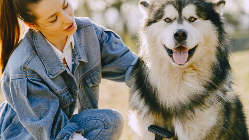 Fellpflege beim Hund: DAS müsst ihr im Frühjahr beachten