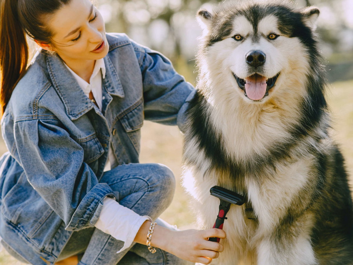 Frau bürstet Husky