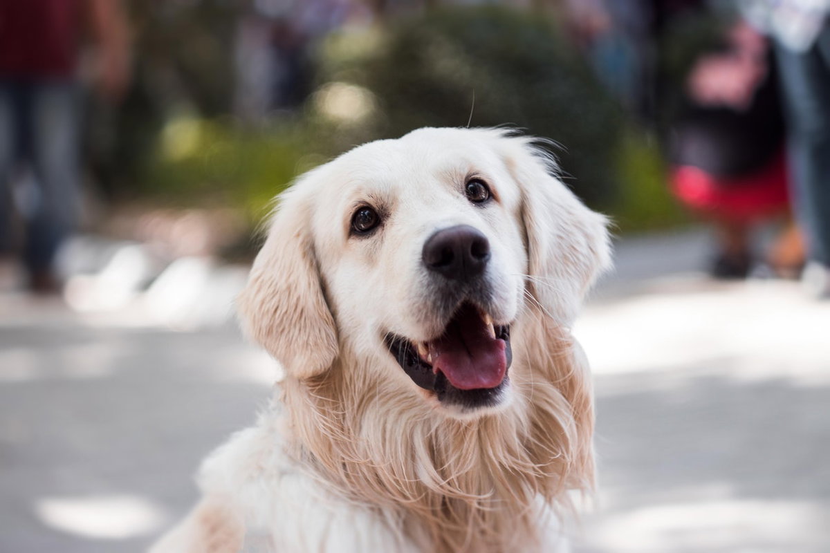 Golden Retriever schaut in die Kamera.