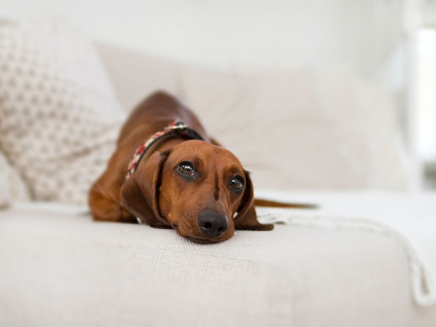 Diese 6 nervigen Dinge kennt jeder Hundebesitzer