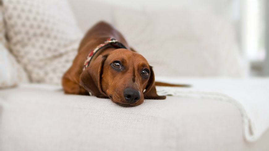 Diese 6 nervigen Dinge kennt jeder Hundebesitzer