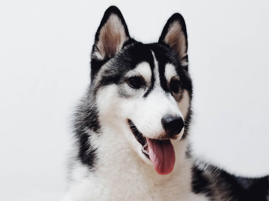 8 Dinge, die dein Hund wirklich braucht