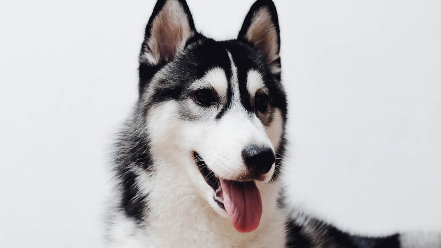 8 Dinge, die dein Hund wirklich braucht