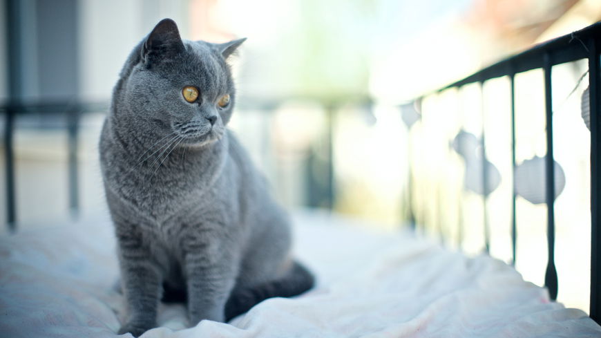 Balkon katzensicher machen: SO funktioniert es 