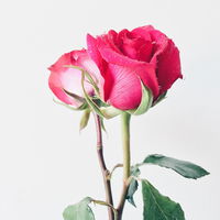 Ist DIESE Bachelor-Kandidatin die neue "Bachelorette 2021"?