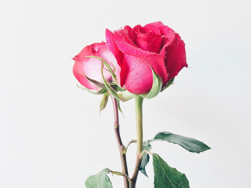 Ist DIESE Bachelor-Kandidatin die neue "Bachelorette 2021"?