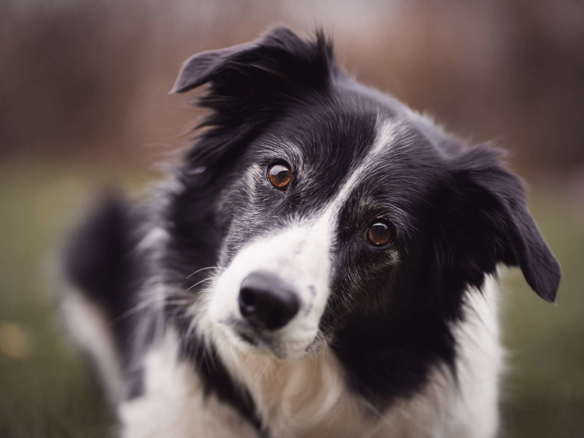 Border Collie mit schrägem Kopf.
