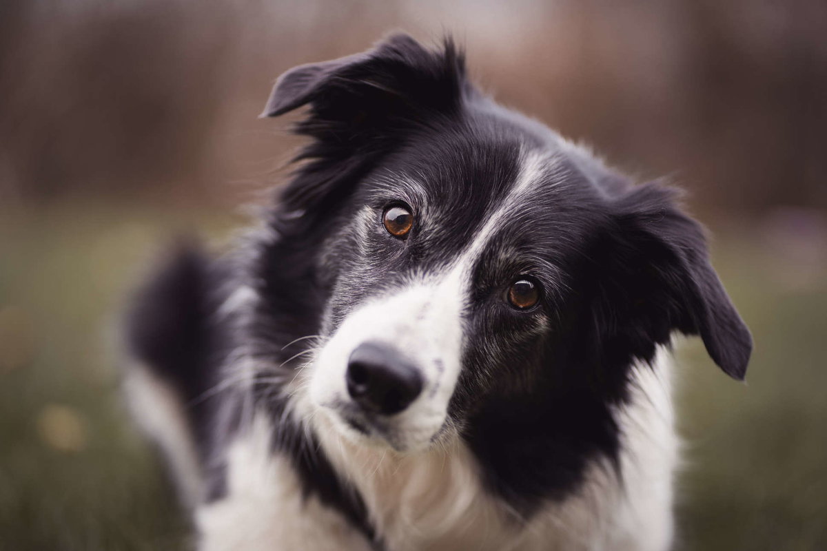 Border Collie mit schrägem Kopf.