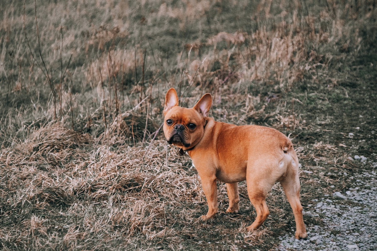 Französische Bulldogge Hunderasse