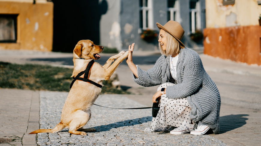 Quiz: Wie gut kennst du dich mit Hunden aus?