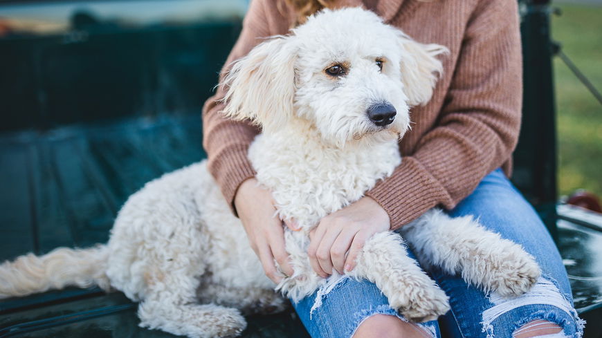 Hund streicheln: Diese 4 Fehler macht wirklich jeder
