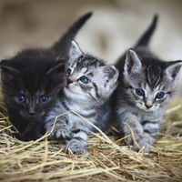 Katzenbilder: Hier kommen die 25 süßesten Katzenbabys