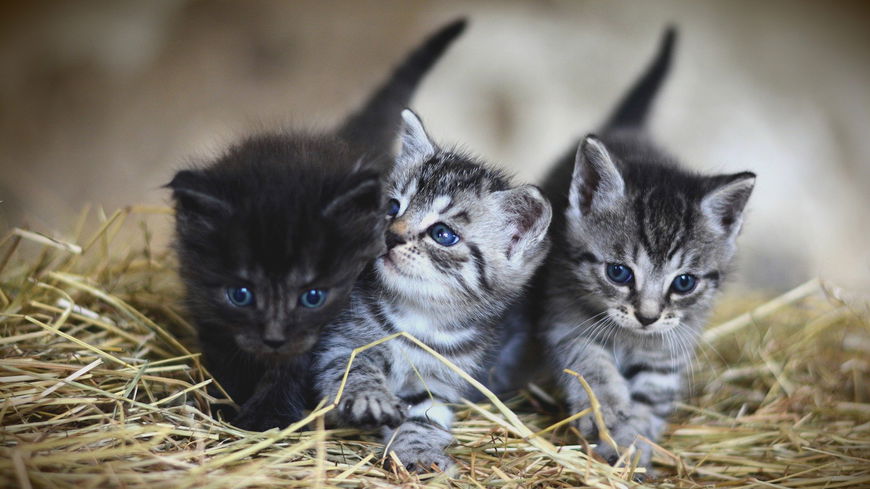 Katzenbilder: Hier kommen die 25 süßesten Katzenbabys
