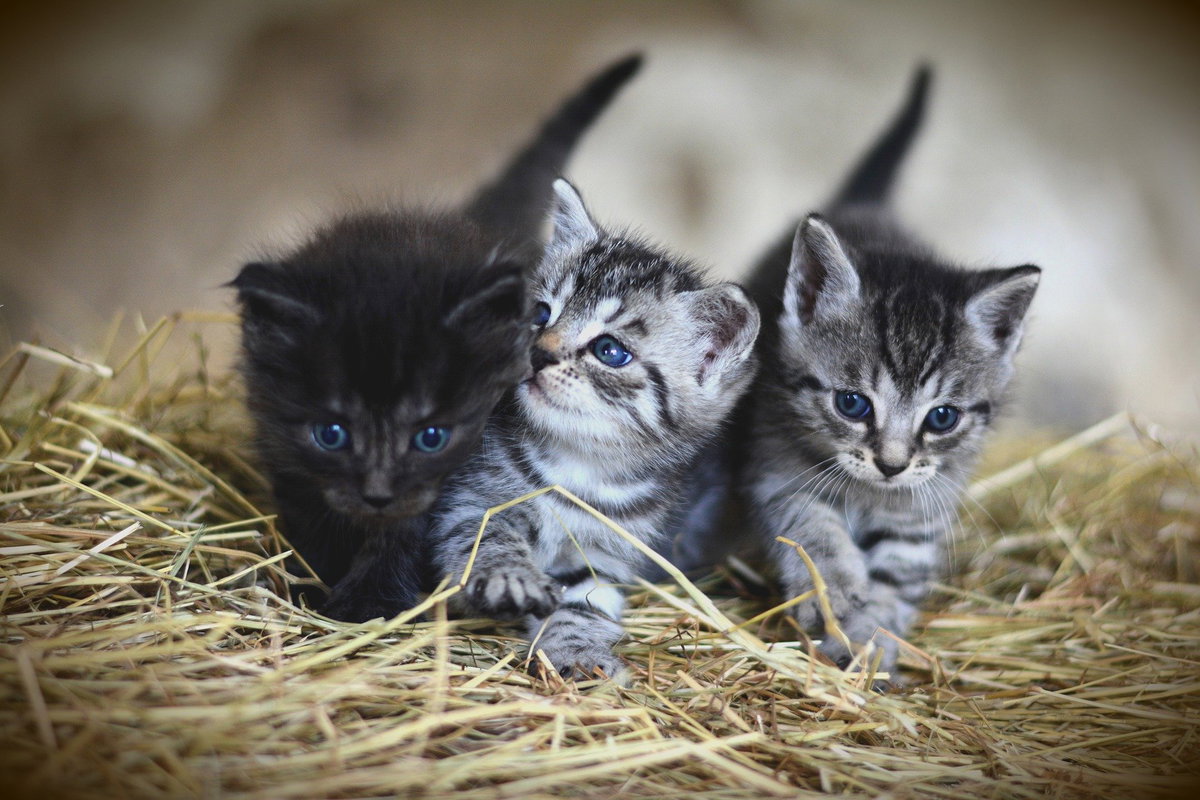 Katzenkinder