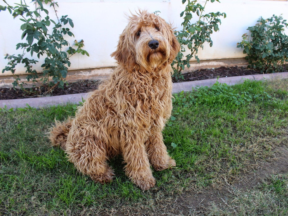 Labradoodle