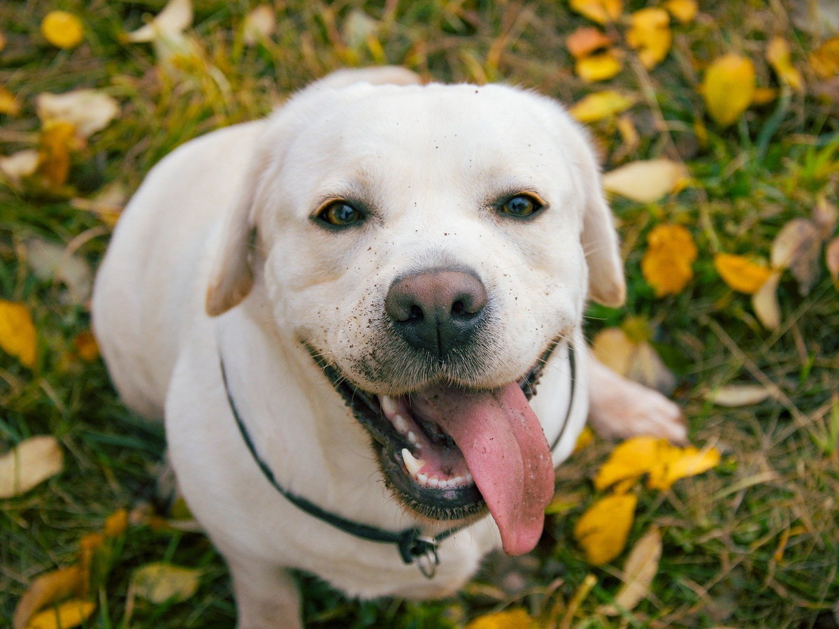 Heller Labrador mit Zunge draußen