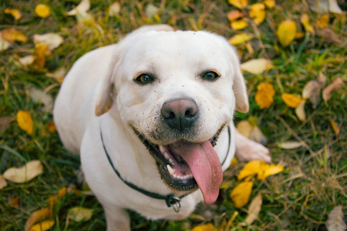 Heller Labrador mit Zunge draußen