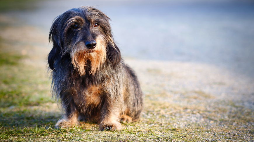 5 Rassehunde, die besonders anfällig für Krankheiten sind
