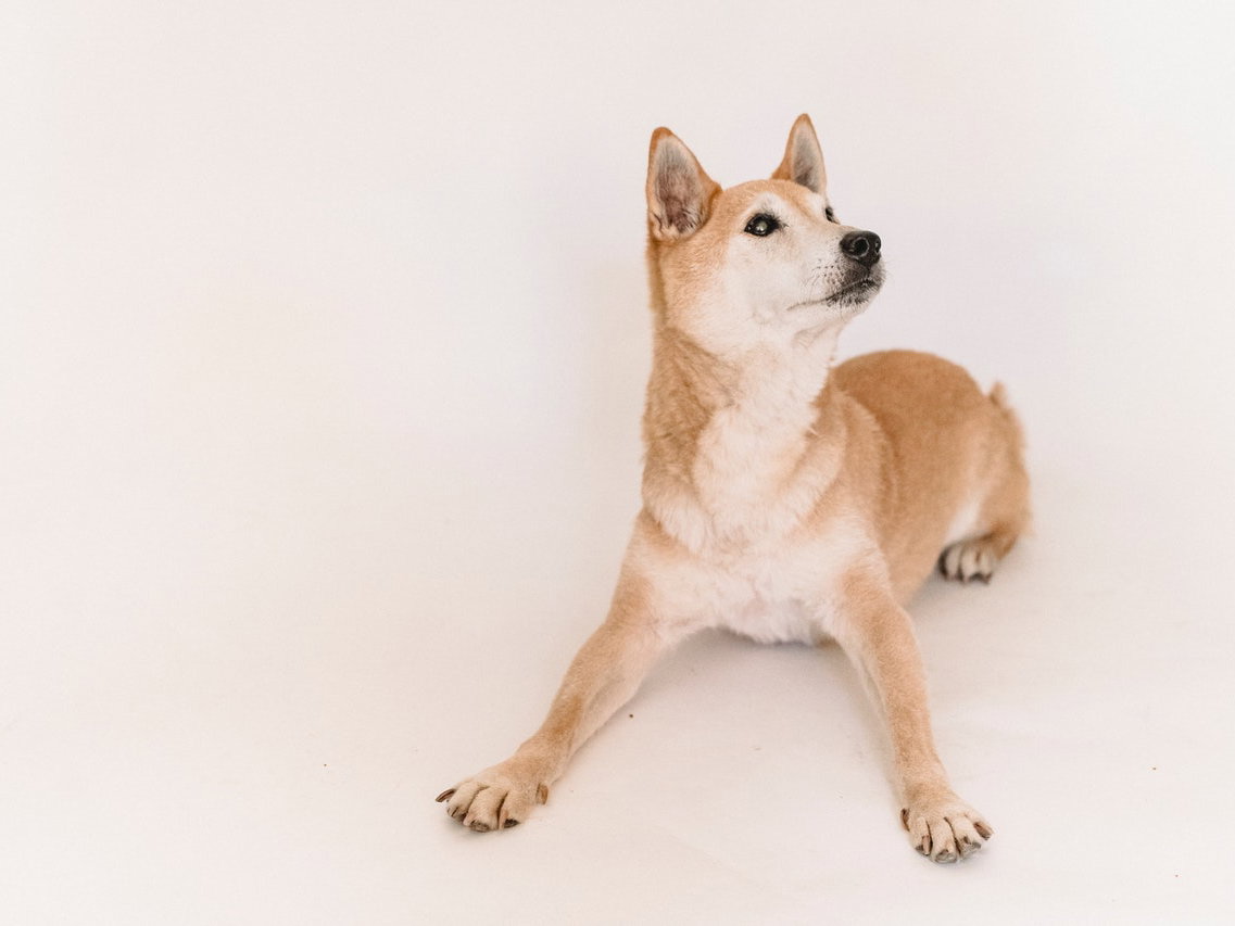 Akita Inu Hunderasse