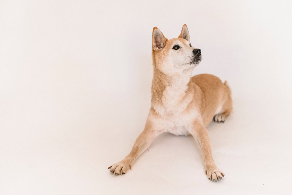 Akita Inu Hunderasse