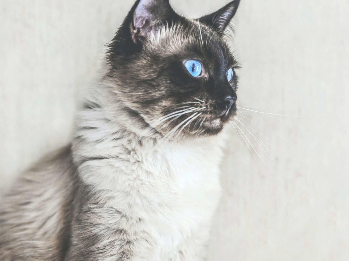 Katze Balinese