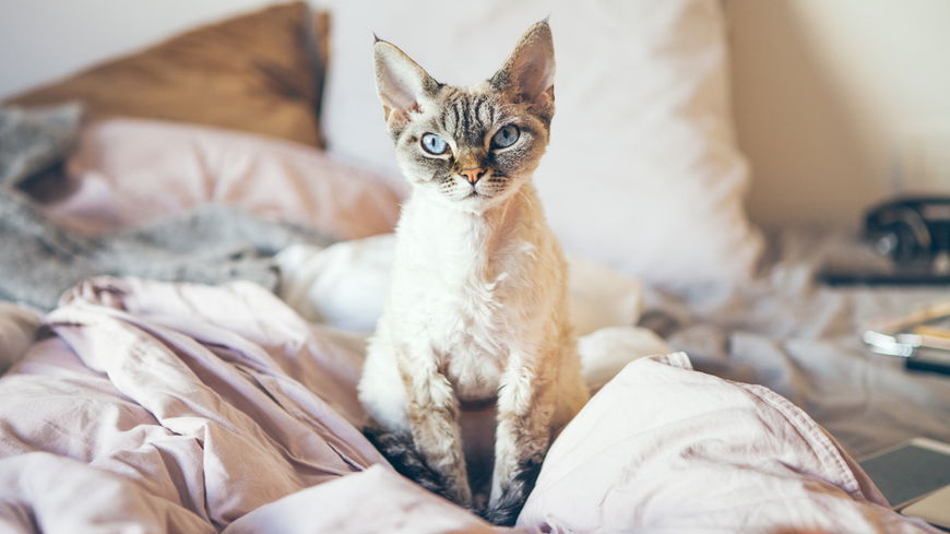 4 Katzenrassen, die nicht haaren